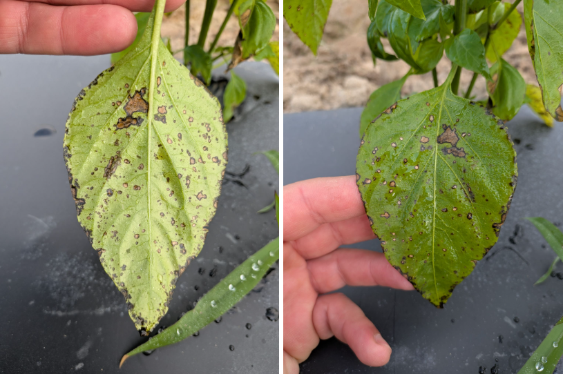 Leaf blight side by side june 26.png